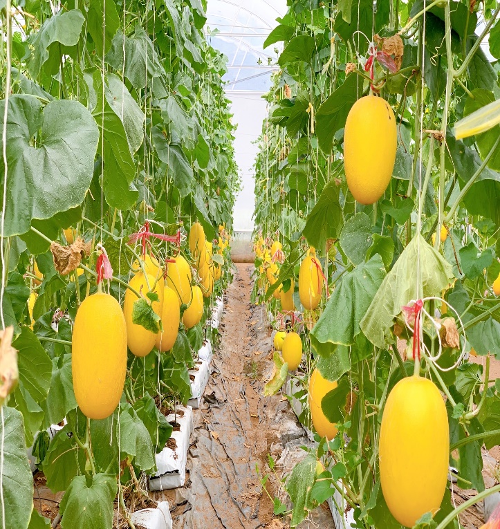 D:\Diễm My 2023. MINH CHỨNG TWĐ\Văn bản mc đã chỉnh\tin bài gửi trinh đăng\chỉnh sửa bài viết để hoàn thiện minh chứng\hình 7.15\mô hình dưa lưới trong nhà màng.jpeg