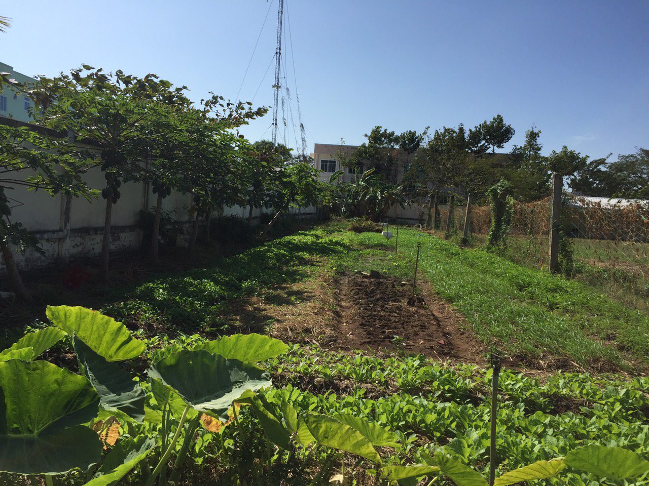 D: LÊ VĨNH LÂM\Năm 2022\Hình ảnh, tin bài\THPT LK vườn rau tiếp bước em đến trường\z3115046584652_a0611b9990c3a2a23f68bbb52cbf20e3.jpg