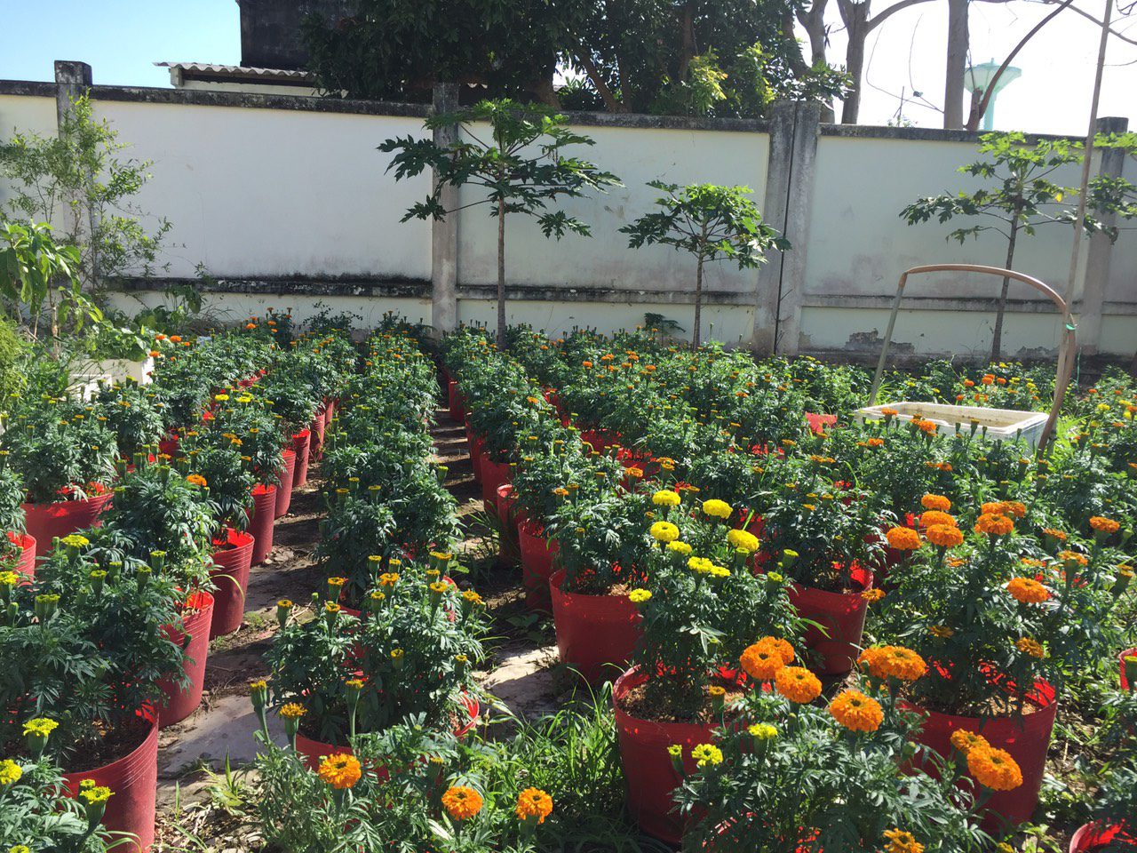 D: LÊ VĨNH LÂM\Năm 2022\Hình ảnh, tin bài\THPT LK vườn rau tiếp bước em đến trường\z3115046583437_f044e7b6c3523f650ce7893ce736709e.jpg