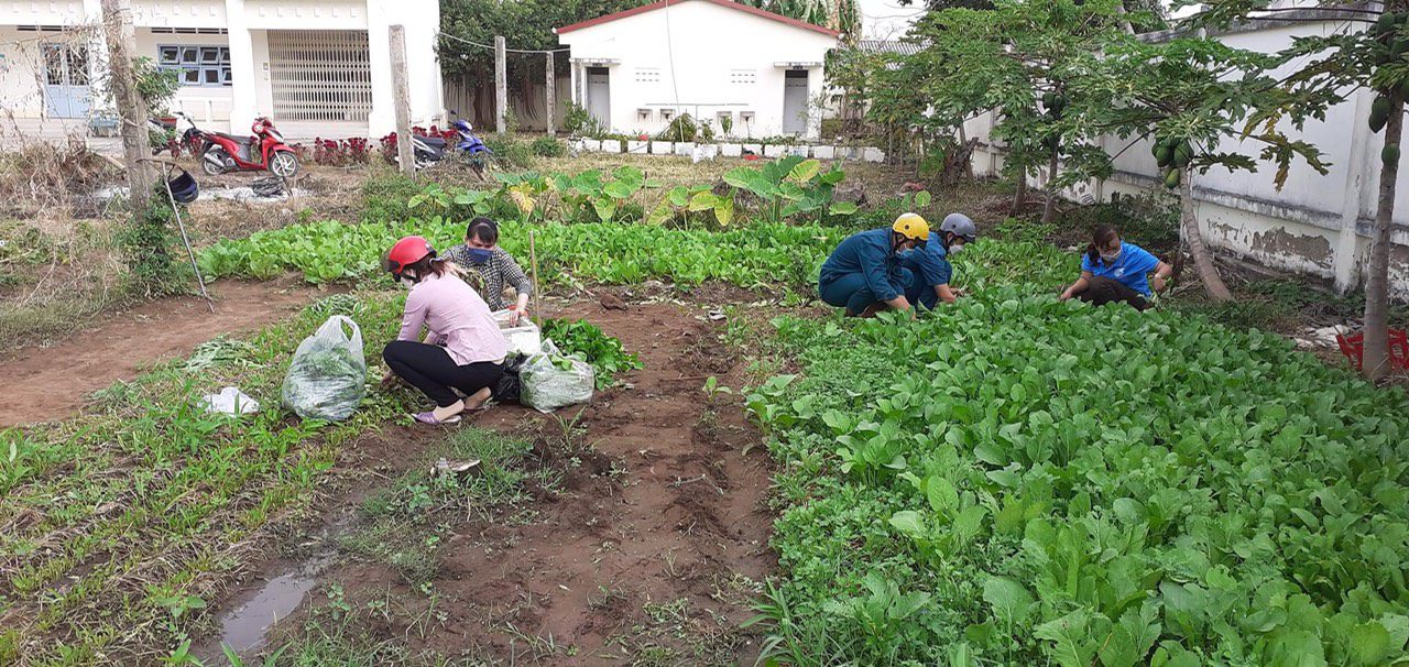 D: LÊ VĨNH LÂM\Năm 2022\Hình ảnh, tin bài\THPT LK vườn rau tiếp bước em đến trường\z3144457311326_70a497089ccce2c497b33fec823ddd82.jpg